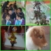 WEB 13
