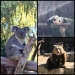 Animales_1